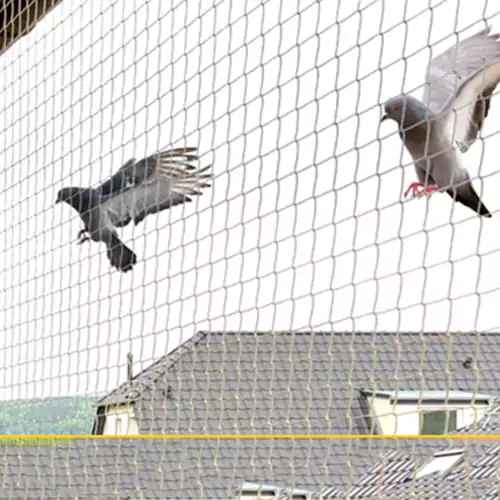 Pigeon Safety Net