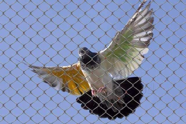 Pigeon Safety Nets